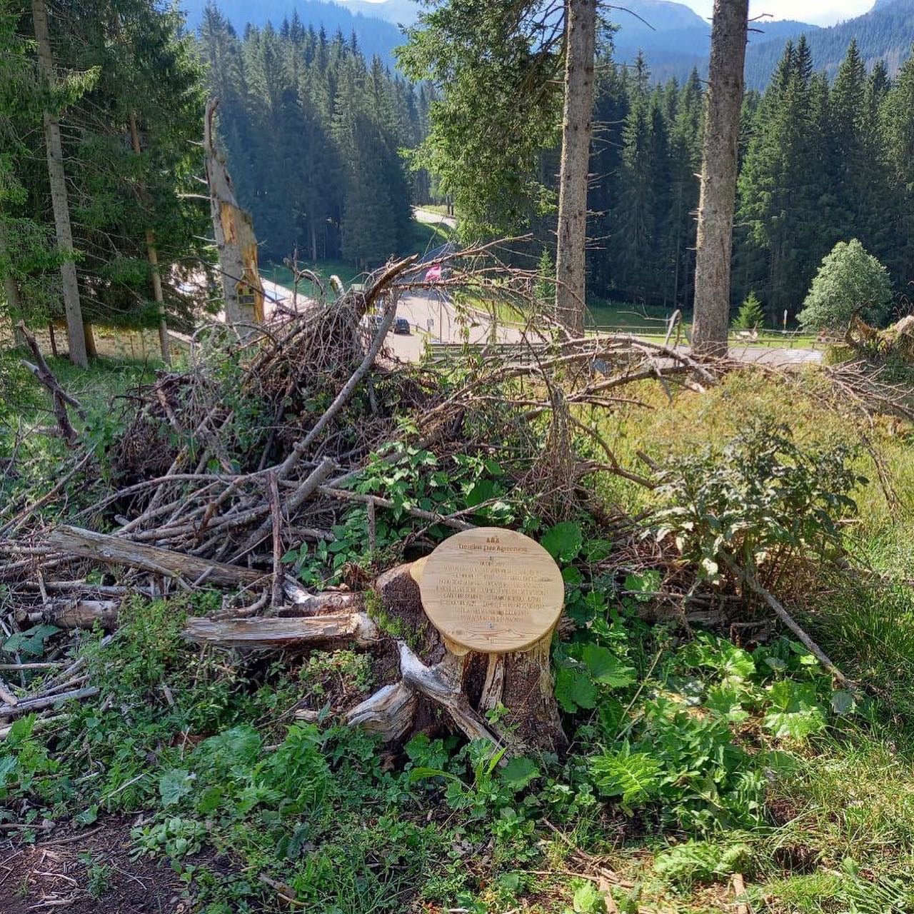 metro crescita il Bosco un albero con tanti anilmaletti