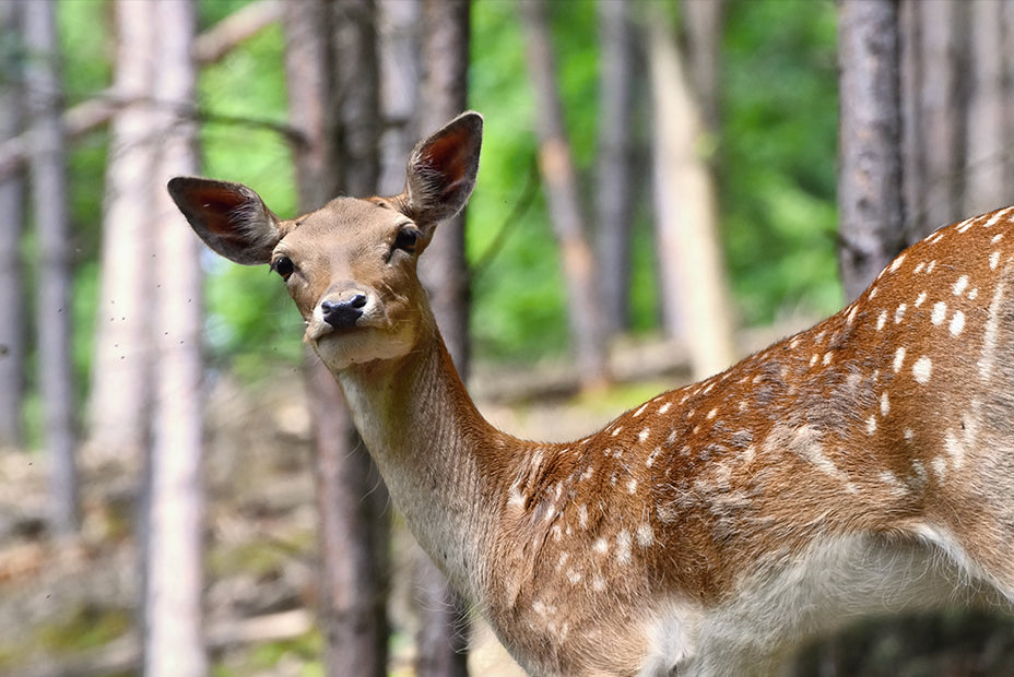 Animali del bosco | Giunti Scuola